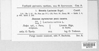 Bremia lactucae image